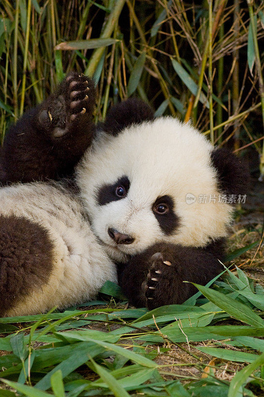 大熊猫;Ailuropoda melanoleuca;中国家庭熊科。一只幼崽。